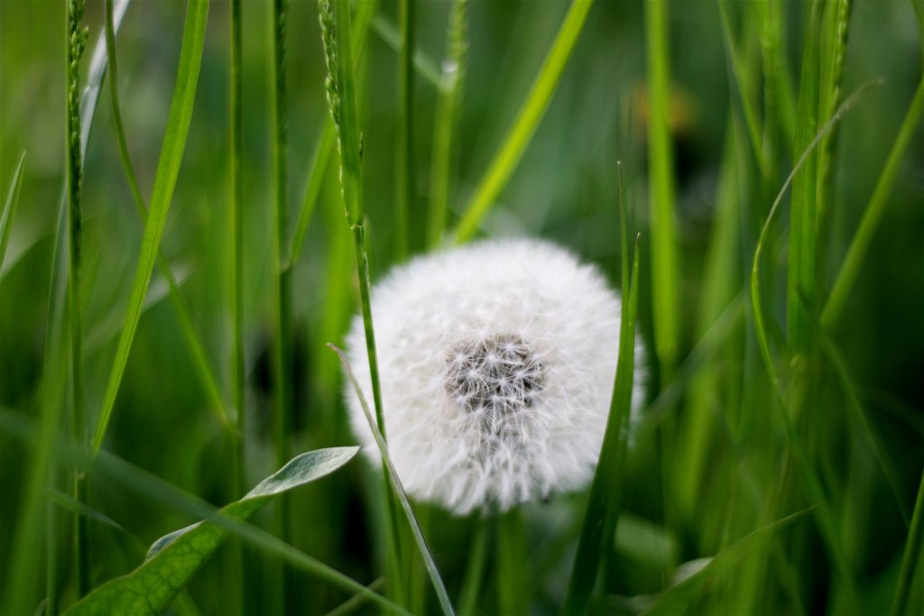 brian-ceccato-88761-unsplash | The Sod Farm
